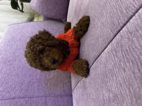 Minik poodle kızımız