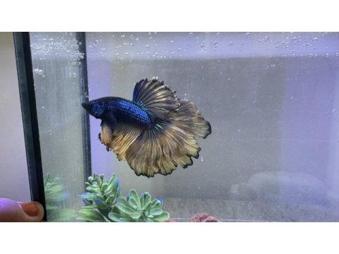Akvaryumu ile beraber betta balığı