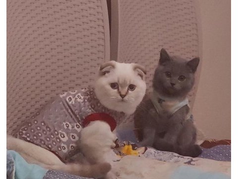 British shorthair