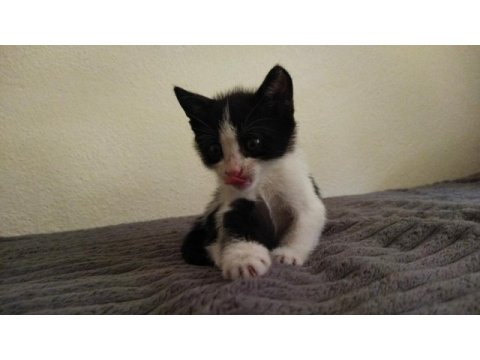 1.5 aylık dişi bebek smokin