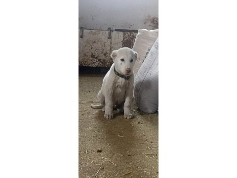 Orjinal erkek akbaş yavru
