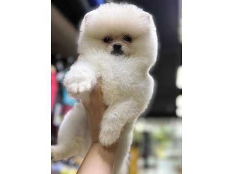 A class üst düzey pomeranian yavrular