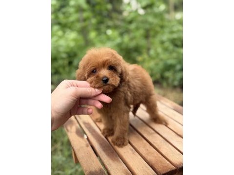 Üst düzey maltipoo yavrumuz