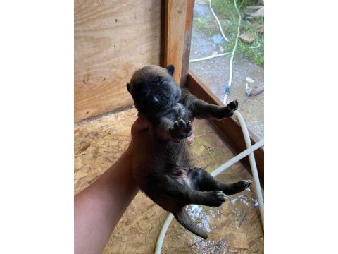 Orijinal malinois 15 günlük belçika kurdu