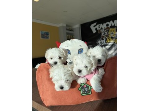 Türkiye’nin en güzel maltipoo yavruları ankara mağaza