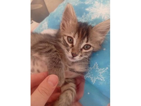 2 aylık dişi tekir yavrumuz sahiplendiriyoruz