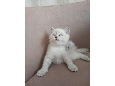 50 günlük british shorthair dişi yavru