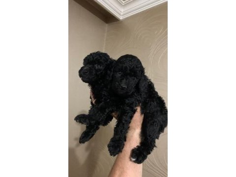 Black toy poodle bebeklerimiz