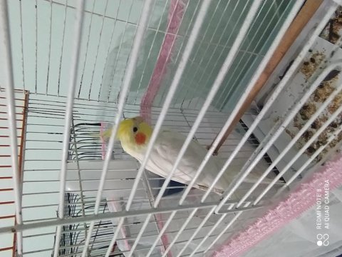 Evcil sultan papağanı