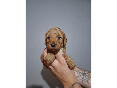 Oyuncaktan farksız poodle