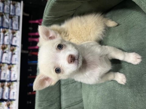 Büyümeyen küçük evde bakılacak köpeğimiz