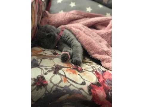 British shorthair mia kızımız