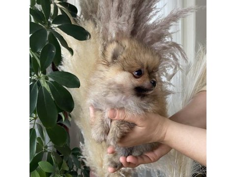 Pomeranian boo yavrumuz yeni yuvasını arıyor