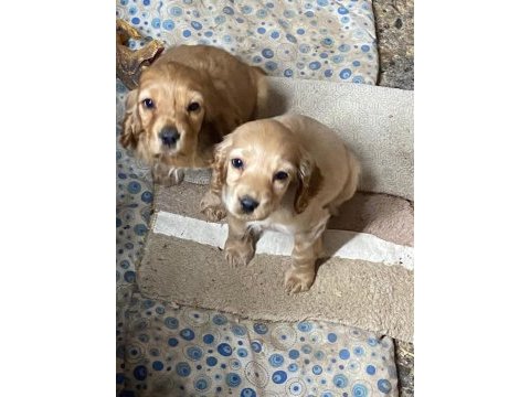 Golden retriever yavru köpekler