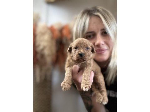 Toy poodle yavrularımız