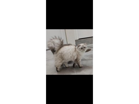 1.5 yaşında british longhair ücretsiz