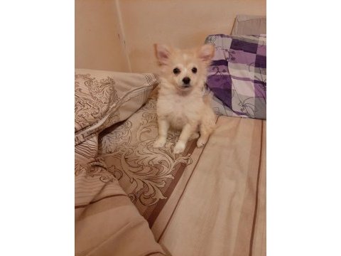 Pomeranian 2 aylık kızımız sahiplendirilecek