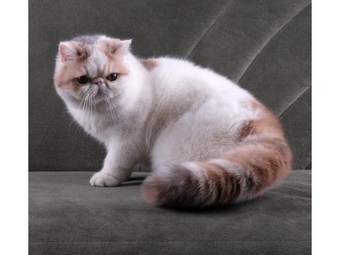 Cfa şecereli soft calico kedimiz