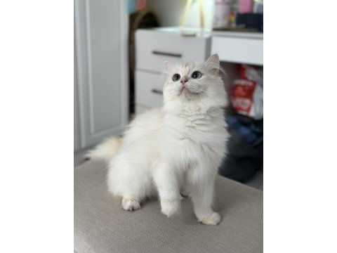 Uysal british longhair