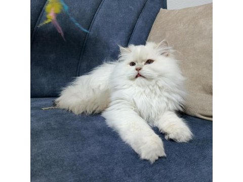 Full şampiyon şecereli british longhair cy1133 kedim