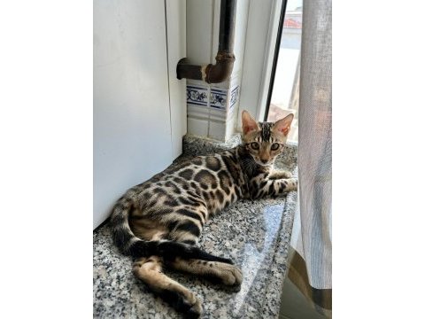 Üst kalite bengal kediler