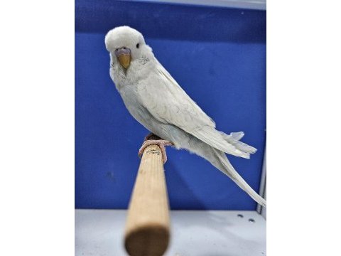 Yavru jumbo muhabbet kuşu bebekler