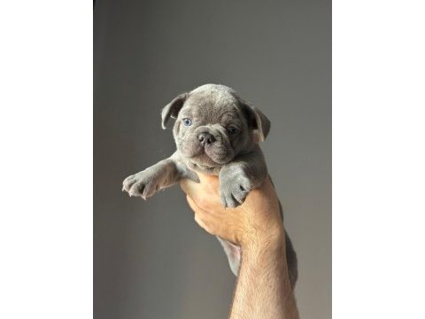 İzmir french bulldog köpeğimiz