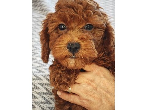 Sağlıklı güzel sevimli poodle yavrular