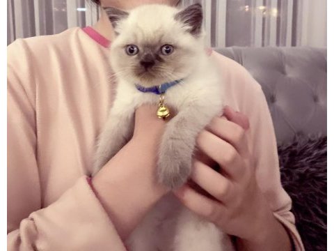 Safkan british shorthair paşa