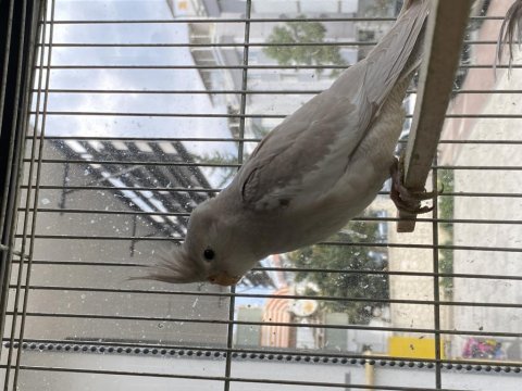 White face sultan güzelliklerimiz yuvalarını bekliyor