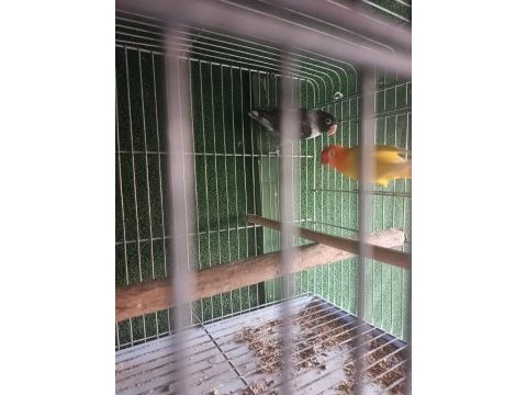Yeni mutasyon cennet papağanı takım