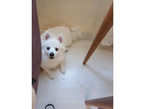 1 yaşında erkek pomeranian