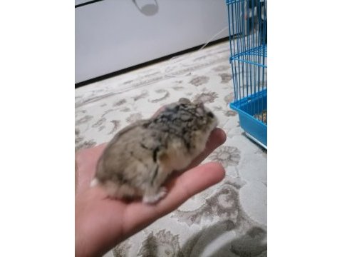 Ailenizin sevimli hamster tontonu