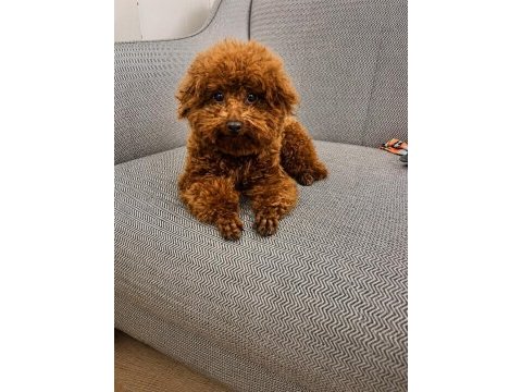 3 aylık dişi kore poodle