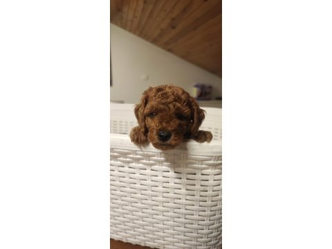 Gerçek a kalite toy poodle yavrular