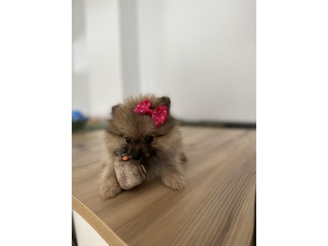 Sevimli surat pomeranian boo