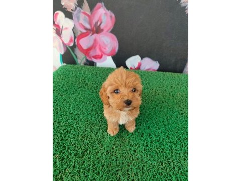 A kalite sağlık ırk garantili maltipoo yavrularım