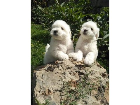 Maltese terrıer yavruları