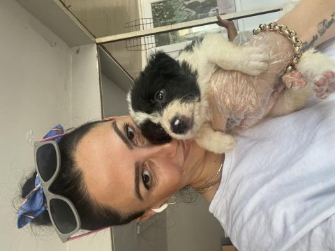 Border collie yavrularım sağlık ve ırk garantilidir
