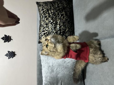 British longhair scottish fold karışımı