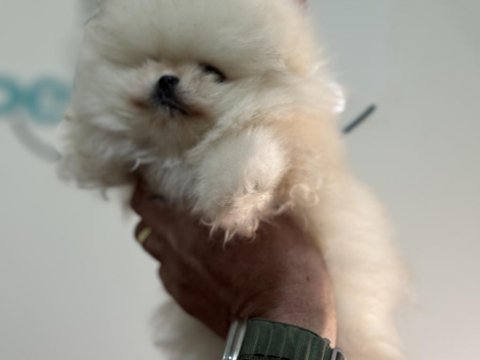 Tea cup pomeranian boo ziyarete açık