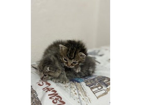 2 tekir 2 haftalık yavru kedimiz