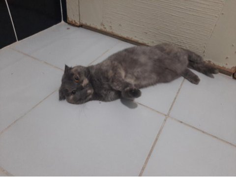 Female scottish fold for free adoption
