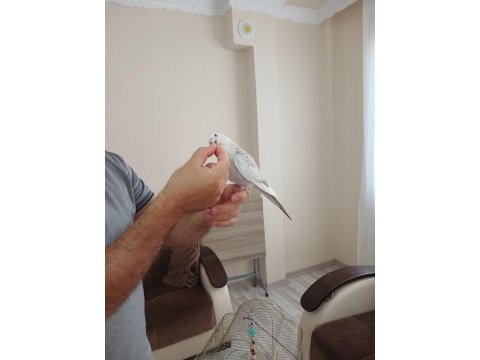 10 aylık ele alışık wifi sultan papağanı