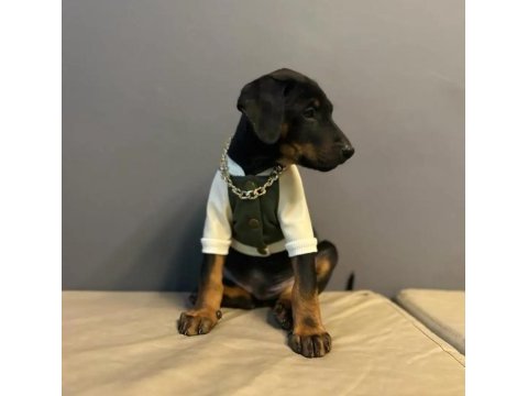 King doberman yavrularımız mağazamızdan sizlerle