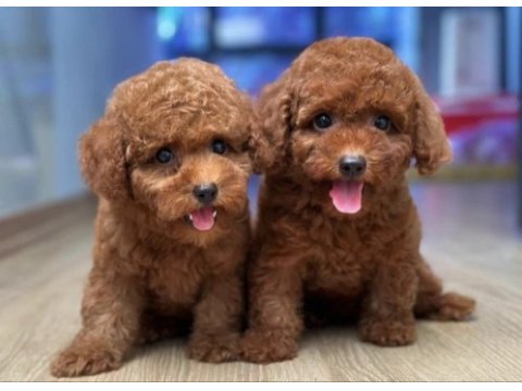 Özenle büyütülmüş toy poodle yavrular