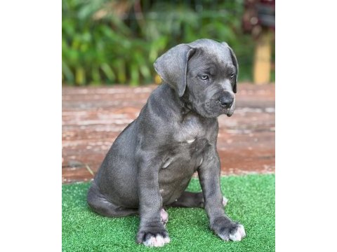 Izin belgeli üretim çiftliğinden cane corso kapıda öde