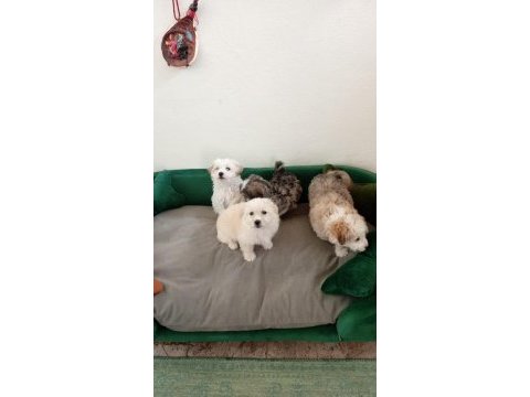 Yavru terrier maltese