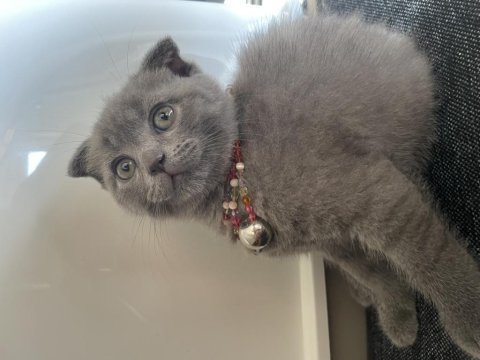 Ateş gibi bir kraliçe scottish fold