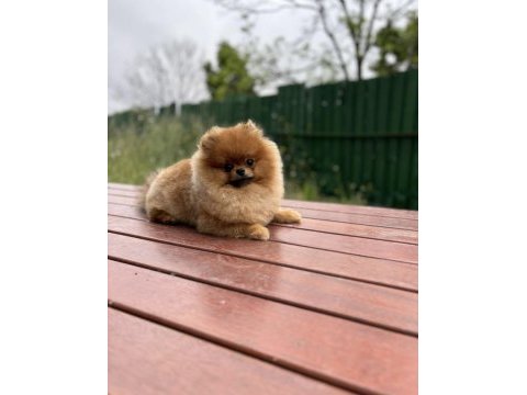Safkan pomeranian boo yavrular
